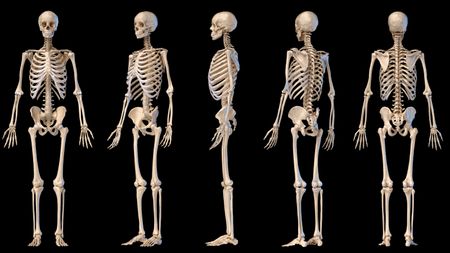 Human anatomy full body male skeleton. Five views. Perspective, Front rear and side on black background. 3d illustration.