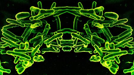 a microscope image of bacteria that has been mirrored