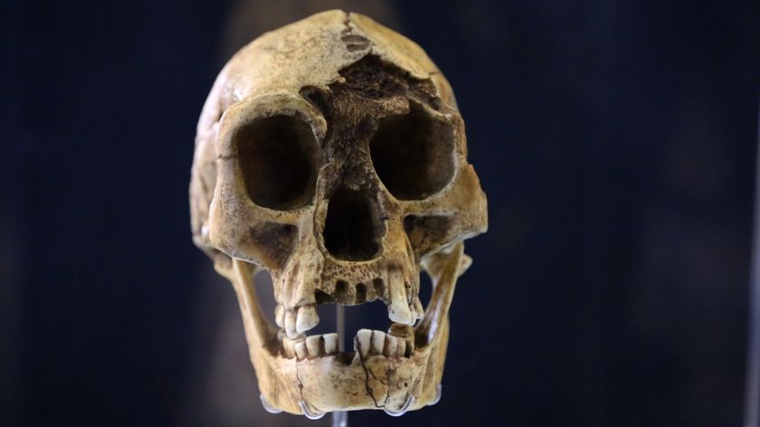 A photo of a "hobbit" skull against a black background
