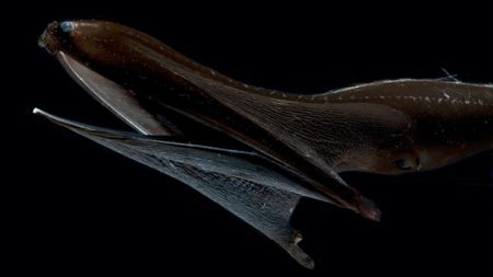 Pelican eel (Eurypharynx) head.