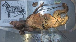 mummified wolf pup on a laboratory table