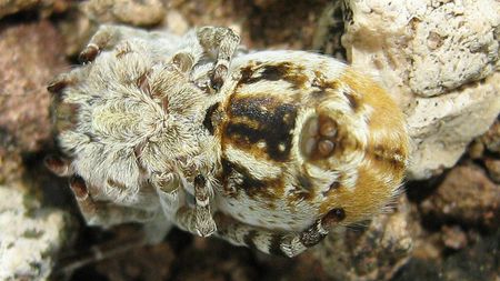 An African social spider seen from the top.