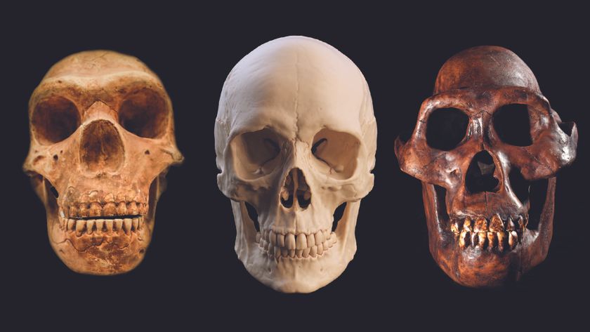 A series of three skulls, with a neanderthal skull on the left, human in the middle, and australopithecus afarensis on the right