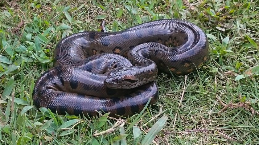 A long blackish snake coiled upon itself on the grass