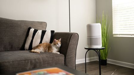 An orange cat sitting on a sofa next to an air purifier
