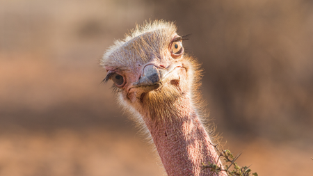 Ostrich tilting head towards the camera lens.