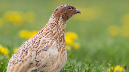 Japanese quail (Coturnix japonica) in a spring meadow