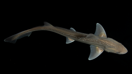 Rig shark on a black background